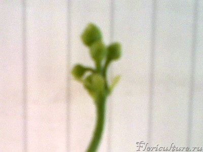 не такой &amp;quot;жирный&amp;quot;, но тоже длинный