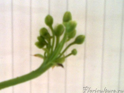 букет погуще