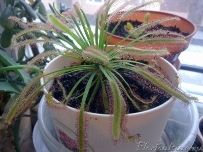 Моя рекордсменка-красавица, обожаю :))