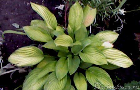 Копия хоста2.jpg