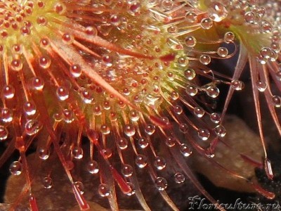 Осваиваем макро