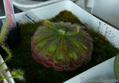 И самая обычная магазинная D.aliciae. Живет уже 2 года и умирать, вроде, не собирается.