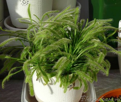 Отсаженные прошлым летом 7 штучек сегодня выглядят так