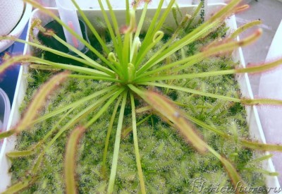 К росянке  капской обыкновенной натрясла семян с цветоноса капской альбы.