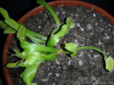 после зимовки