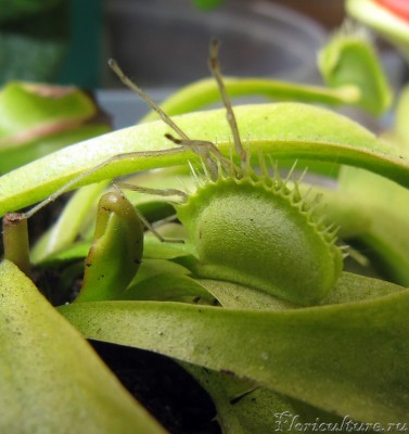 ну и что, что лапам места не хватило!<br />(ловушка размером до 1 см)