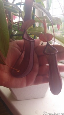 &amp;quot;Мои&amp;quot; кувшины