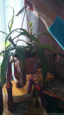 покупка - осень 2012-го.