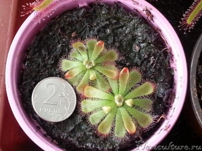 горшок стоящий рядом