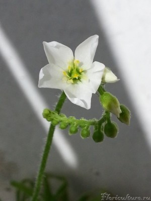 Drosera Сapensis Alba