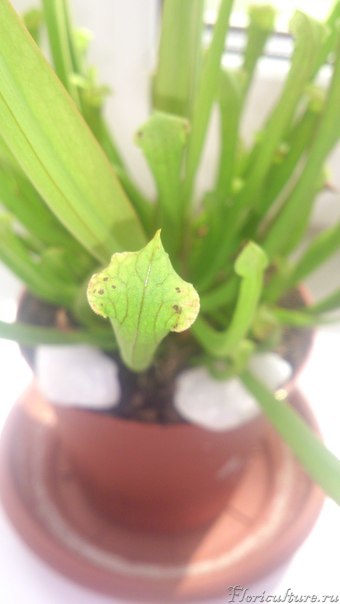 Вот еще... И так нет только на самых новых ловушках!