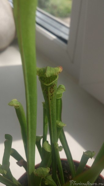 Вот они пятнышки