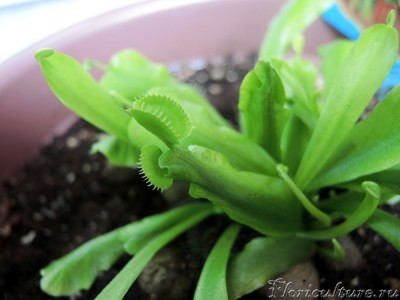 Тут на одном листе видно 2-е ловушки