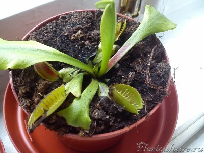 Новые листики