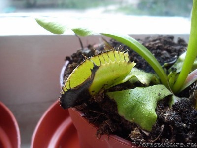 Старый листик