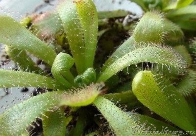 DSC06095 - копия.JPG