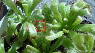 Моль- нет реакции