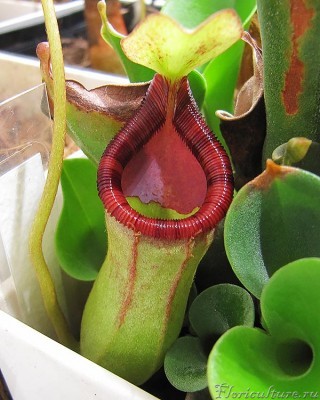 ventricosa x ephippiata