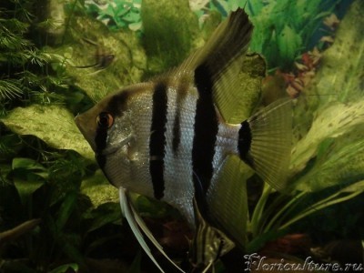 DSC04932 - копия.JPG