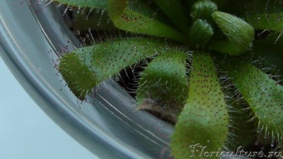 пятно от корма