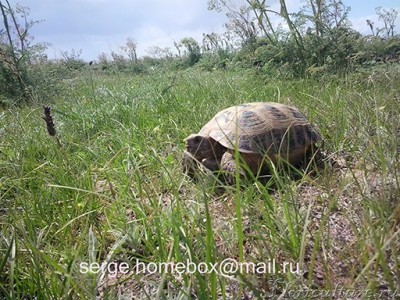 А вот фото черепахи, как раз сделанное в тот день когда я их спасал, греющихся на асфальте.