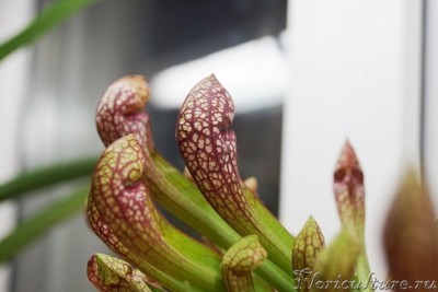 Прям заинтриговали с определением точного названия...