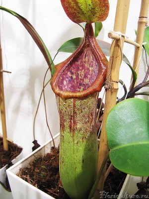 truncata X campanulata
