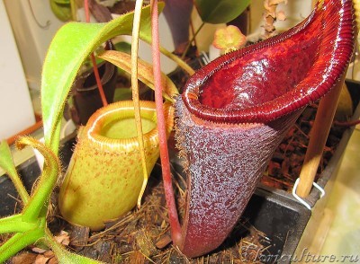 sibuyanensis + lowii X campanulata