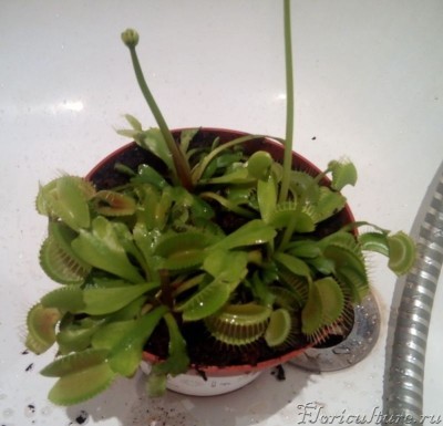 Проливка дистилятом