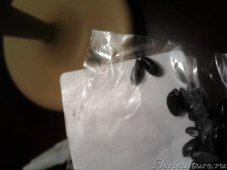 Дионея ли это?