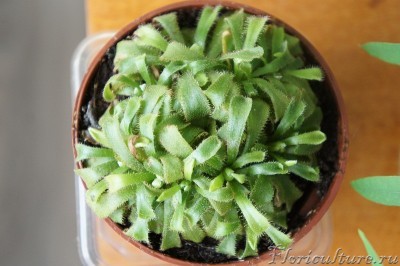 моя росянка вид сверху