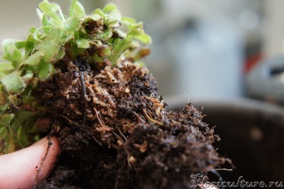 корни были в комке сфагнума