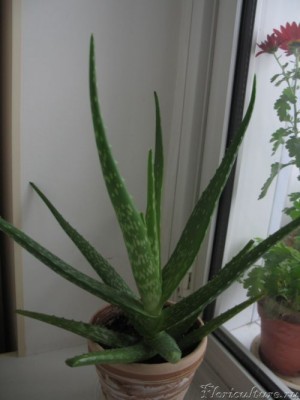 алоэ вера.jpg