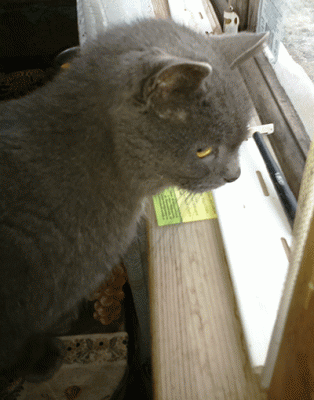 koshka28112014.gif