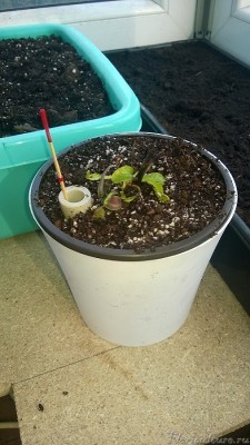 ну и вот что получилось))) на суд общественности