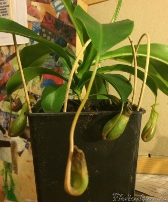 на первом плане не в фокусе - не сохнет, а гниет.