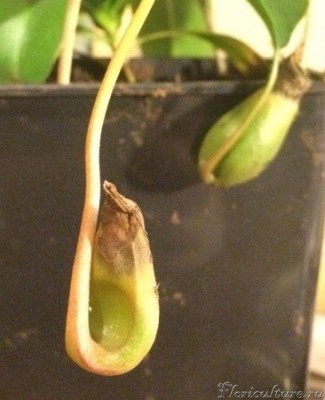 кувшин не сформировался и начал гнить.