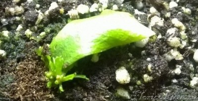 А это эксперимент с листиком