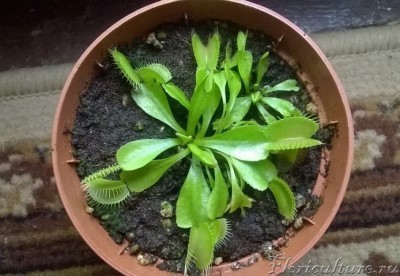 Это ее детки