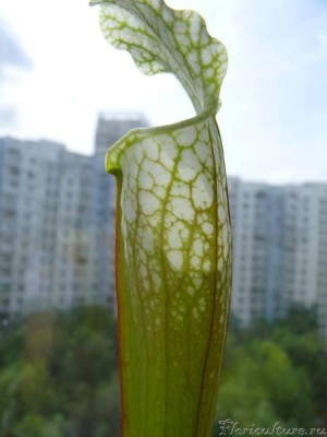 второй кувшин