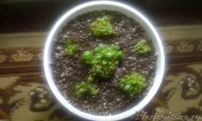 Сразу после пересадки