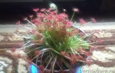 Росянка- Парадокса