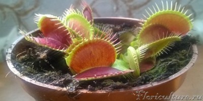 Не удержался такой красоте и купил...