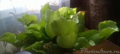 Саррацения пурпурная