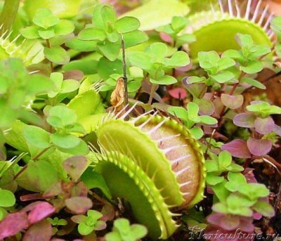 Dionaea muscipula.jpg