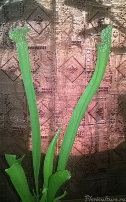 С.Лейкофилла