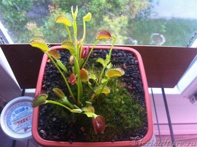 IMG_4274 (Medium).jpg