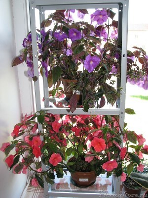 Безымянный фиолетовый и Глори в пик цветения на северном окне