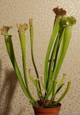 VK_Saved_Photo_ 635750224414978258.jpg