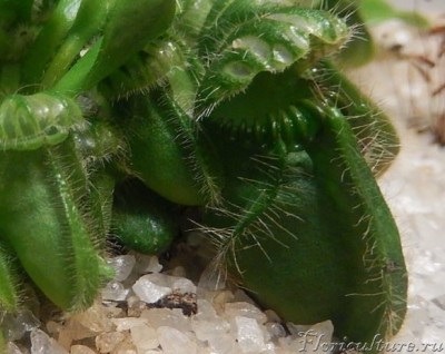 VK_Saved_Photo_ 635761307390522168.jpg